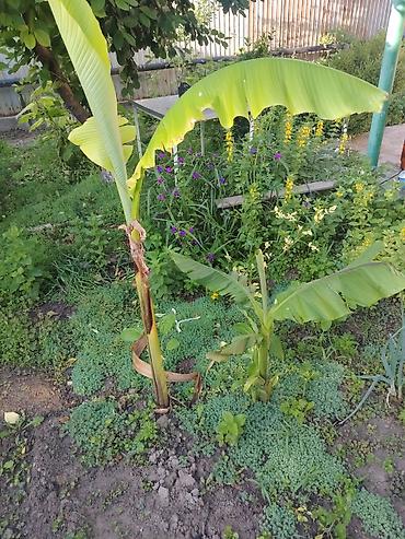 Банан декоративный (садовый банан, Musa spp.) - Экзотическое at lalafo.kg Банан декоративный (садовый банан, Musa spp.) - Экзотическое