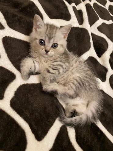 Pişiklər: Britan yastı qulaq, Erkək, Dişi, Yaxşı əllərə, Ünvandan götürmə, Pulsuz çatdırılma, Ödənişli çatdırılma — 57