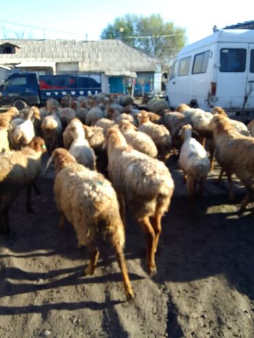 Продаю | Овца (самка) | Гиссарская, Арашан | Для разведения | Котные, Матка