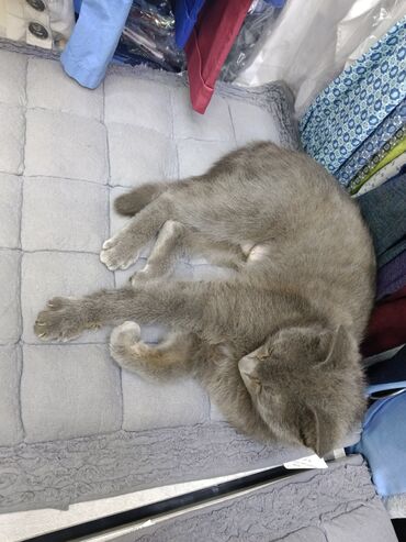 русская голубая кошка купить: Кормящая кошка полно молока в хорошие руки где есть котята !!!! кошка