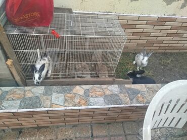 pişiklər ucun bit dərmanı: Dovşan qəfəsi və dovşanlar - Məhsul: metal qəfəs və bir neçə ev