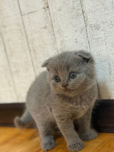 Pişiklər: Şotland yastı qulaq — 8