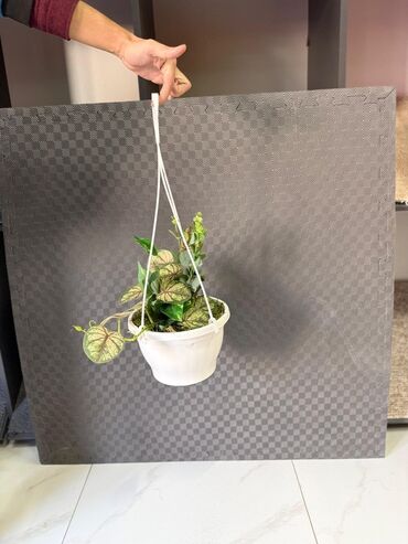 Otaq bitkiləri: Asma saksıda dekorativ yaşıl bitki - Ağ rəngli asma plastik saksı -da lalafo.az — 9 Otaq bitkiləri: Asma saksıda dekorativ yaşıl bitki - Ağ rəngli asma plastik saksı — 9