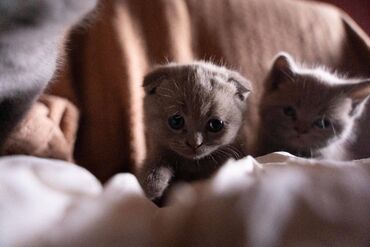 Pişiklər: Şotland yastı qulaq, Dişi, Erkək, Ünvandan götürmə — 4