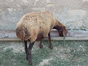 jersey cinsi: Boğaz qoyun 4ayna yetrə yetirdi hər il əkiz doğur — 6