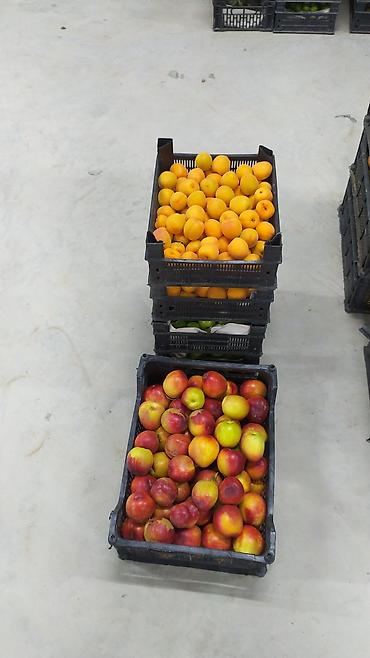 pip agaci meyvesi: Yaşıl alça (sərt, turşa dadlı yaz-yay mövsüm meyvəsi) 3 manatdan — 2