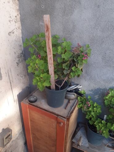 Удобрения: Guller satılır aloe ve digerleri