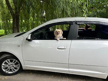 mops it: Pekines, 1 il, Dişi, Peyvəndli, Pulsuz çatdırılma — 2