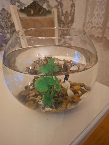 akvarim: Şüşə akvarium dəsti içindəki aksesuarlarla birlikdə satılır — 1