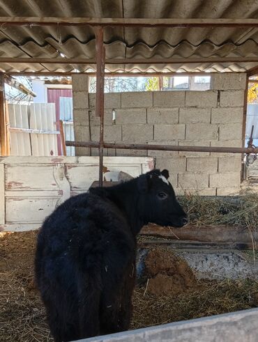 дойных коров: Сатам | Бука (эркек) | Көбөйтүү үчүн