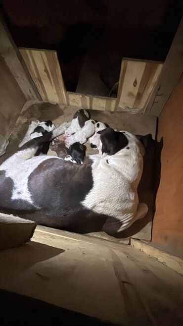 sort it: Pitbul, 1 ay, Erkek, Peyvəndli, Ünvandan götürmə, Ödənişli çatdırılma