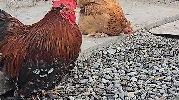 Птицы: Парселян кохинхин карлик 1+1 сатылат — 5