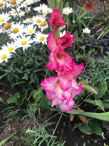 Размещение рекламы: В продаже комнатные цветы и многолетние садовые цветы. 1. Алое вера — 27