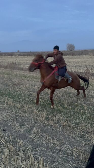 Лошади, кони: Продаю | Конь (самец) | Конный спорт — 7