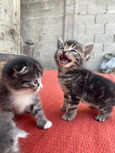 скотский рынок: Скотиш Страйт (Шотландская прямоухая), 2 месяца, Мальчик, Метис — 4