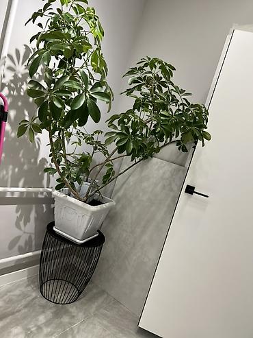 Диффенбахии: Комнатные растения в декоративных горшках - Диффенбахия крупнолистная — 53