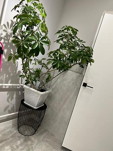 Монстеры: Монстера вариегатная (Monstera deliciosa variegata) — комнатное — 25