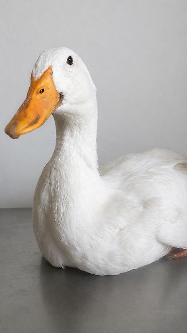 карликовой кури: 🦆 РАСПРОДАЖА ЖИВЫХ УТОК ПОРОДЫ АГИДЕЛЬ! 🦆 💥 Акционная цена — всего — 1