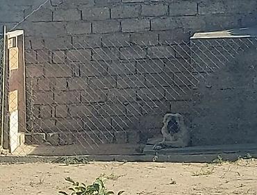 i̇tler: Qafqaz çoban iti, 7 ay, Erkək, Peyvəndli — 6