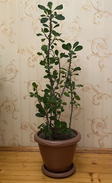 Букетные цветы: Tikanlı Euphorbia (crown of thorns tipli) Boyu 1 metr 10 sm Torfa