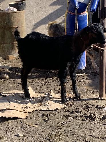 Козы, козлы: Продаю | Козёл (самец) | Для разведения at lalafo.kg — 10 Козы, козлы: Продаю | Козёл (самец) | Для разведения — 10