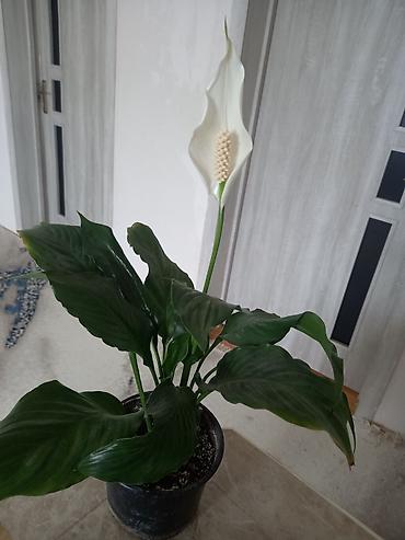 Digər bitkilər: Spathiphyllum (Sülh zanbağı) saksı bitkisi - Növ: Spathiphyllum — 1