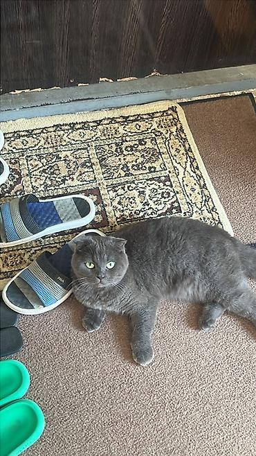 scottish fold satilir: Şotland yastı qulaq — 1