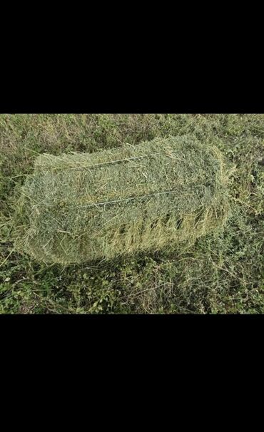 Корма для с/х животных: Тюк тюк тюк Клевер Беде Сокулук Чат Кол айылы ( чат-кёль) Айылдын