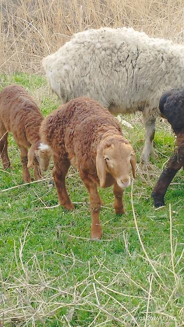 Баран, овца: Продаю | Ягненок | На забой — 9