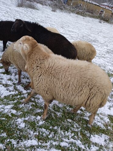 Qoyunlar, qoçlar: Dişi, il: 2, 80 kq, Damazlıq — 10