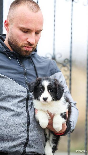 Psi: Na prodaju 4 šteneta Border Collie, iz dva različita legla. Jedno — 3