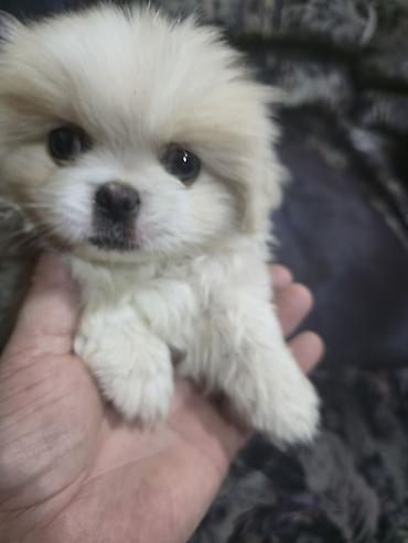 İtlər: Pekines, 2 ay, Dişi — 25