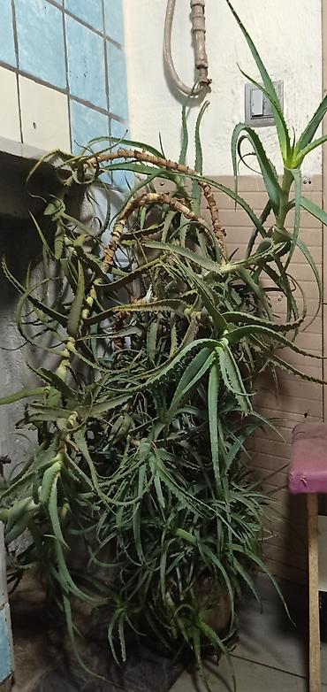 цветы алое: Алоэ (Aloe arborescens) — крупное взрослое комнатное растение в — 1