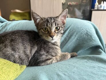 дом даром: Котёнок девочка, 3,5-4 месяца. Очень любознательная, приучена к лотку