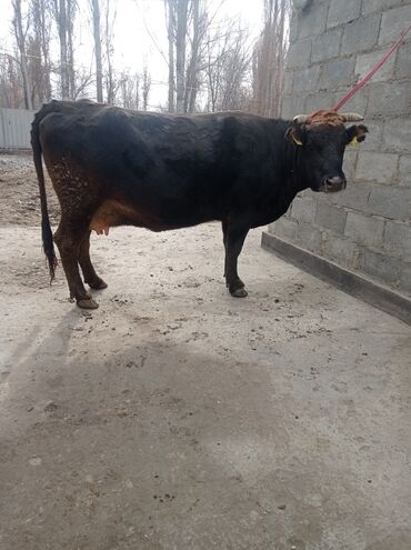 джеа беде урук in Кыргызстан | ҮРӨНДӨР ЖАНА КӨЧӨ ӨСҮМДҮКТӨРҮ: Продаю коров глубоко стельных порода Алатау швиц 3 четвёртом отёлом