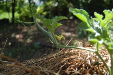 Другие услуги: Ищу бизнес партнера, инвестора, для выращивания овощей (открытый — 26