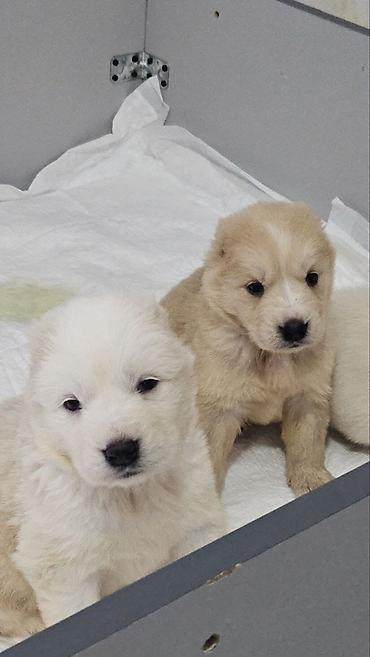 Продажа собак: Щенки, помет из нескольких малышей. Возраст по фото — совсем юные — 9