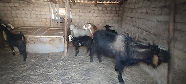 инкубационные яица: Продаю | Коза (самка) | Зааненская, Нубийская, Битал | Для разведения — 2