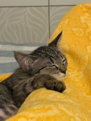 лысый кот: Отдам ответственным, добрым людям! Котенок 2,8 месяца девочка