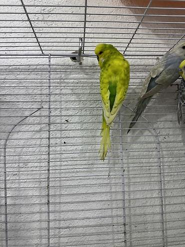 sarı quş: Çex tutuquşu 5 aylıq. Cex tutuquşu tam sağlam gözəl erləydi. 25 manat — 4