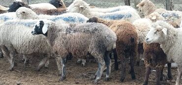 гиссарская порода овец: Продаю | Овца (самка), Ягненок, Баран (самец) | Гиссарская, Полукровка, Меринос | На забой, Для разведения, Для шерсти | Племенные