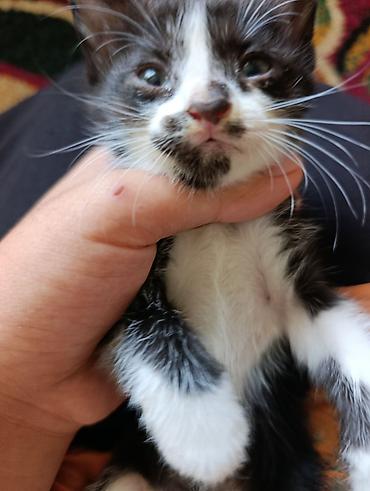 котята норвежской лесной кошки: Котята-таксико (черно-белые) с оригинальными “масками” на мордочке — 5