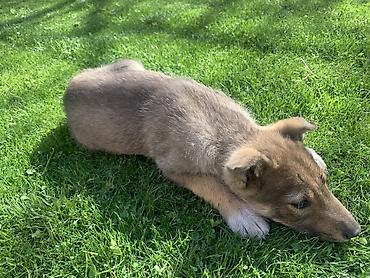 Продажа собак: Лайка, 3 месяца, Самец — 15