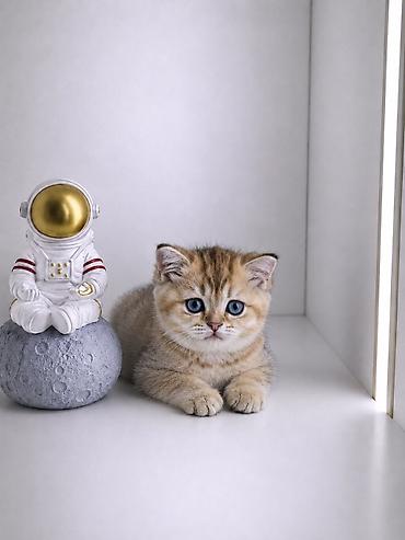 котята шиншиллы: Скотиш Страйт (Шотландская прямоухая), 2 месяца, Девочка, Золотая шиншилла, Приучена к лотку, Проглистована — 1