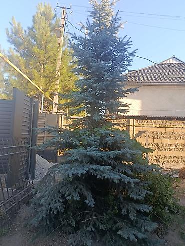 Ель голубая (Picea pungens ‘Glauca’) — крупномер для озеленения