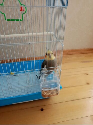 Tutuquşları: Karela papuqay 1 yaşi var insanlardan qaçmir 2 söz deyil aşkim cici — 2