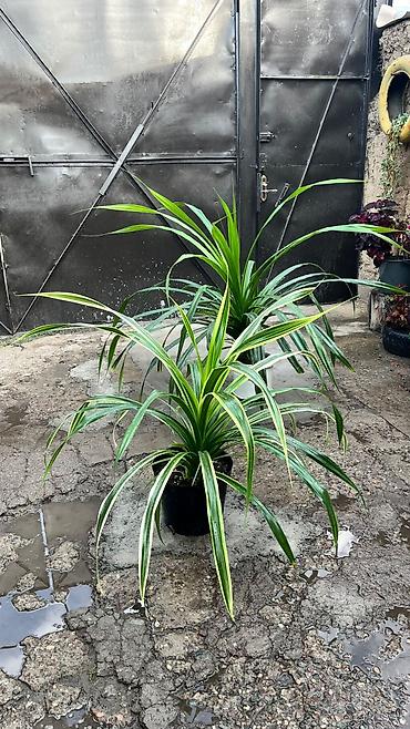 выращивание: Панданус (Pandanus) в горшке - Декоративно-лиственное растение с — 4