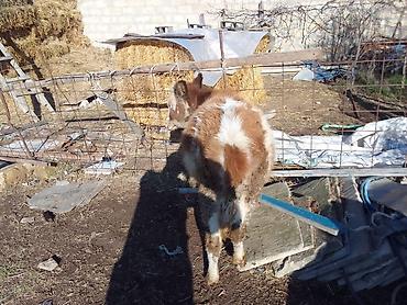 Dana, buzov: Dana, buzov, Dişi, ay: 1, 100 kq, Ətlik, Ünvandan götürmə, Ödənişli çatdırılma — 13