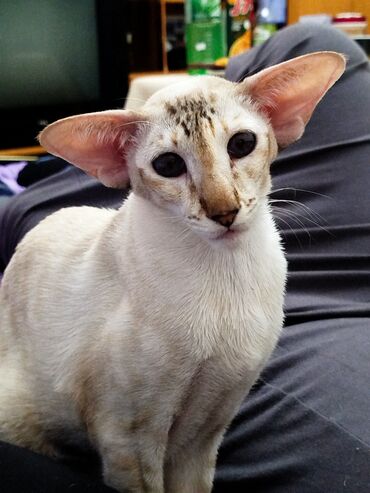 Продажа кошек: Ориентальная, 2 года, Девочка, Белый, Кастрирована, Приучена к лотку, Проглистована — 27