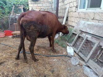 Inəklər, öküzlər: Salam aleykum. Allah hər kəsin malına bərəkət versin. İnək və balası